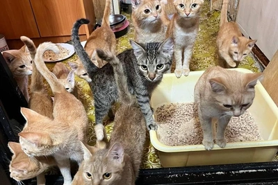 Пермской бабушке и её кошкам нужна помощь