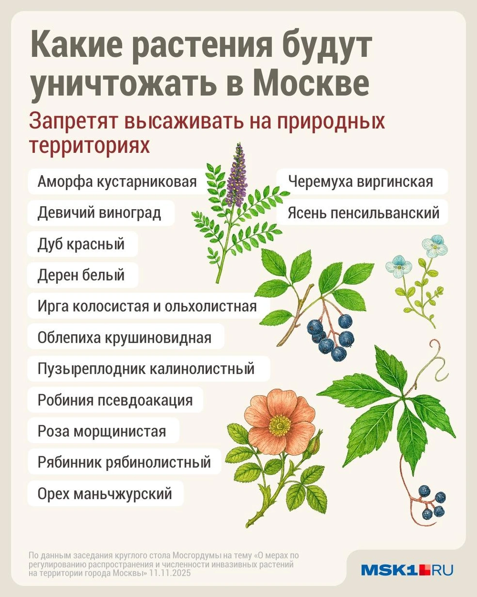 Источник: Дмитрий Гладышев / MSK1.RU