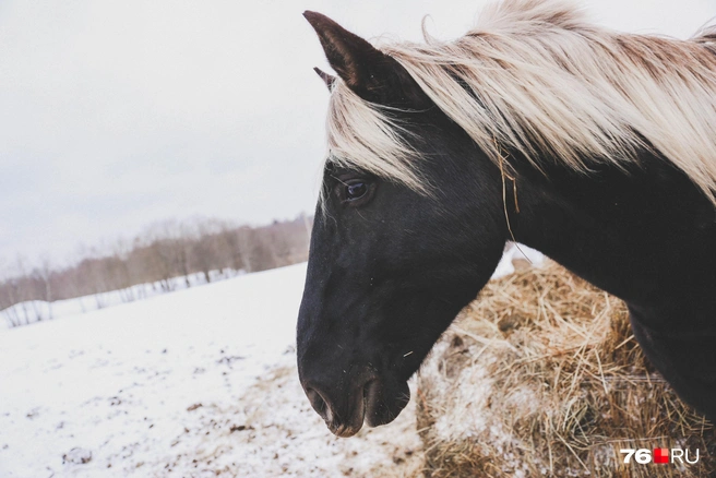 Серебристая грива контрастно выглядит на черной шерсти | Источник: Алёна Косточкина / 76.RU