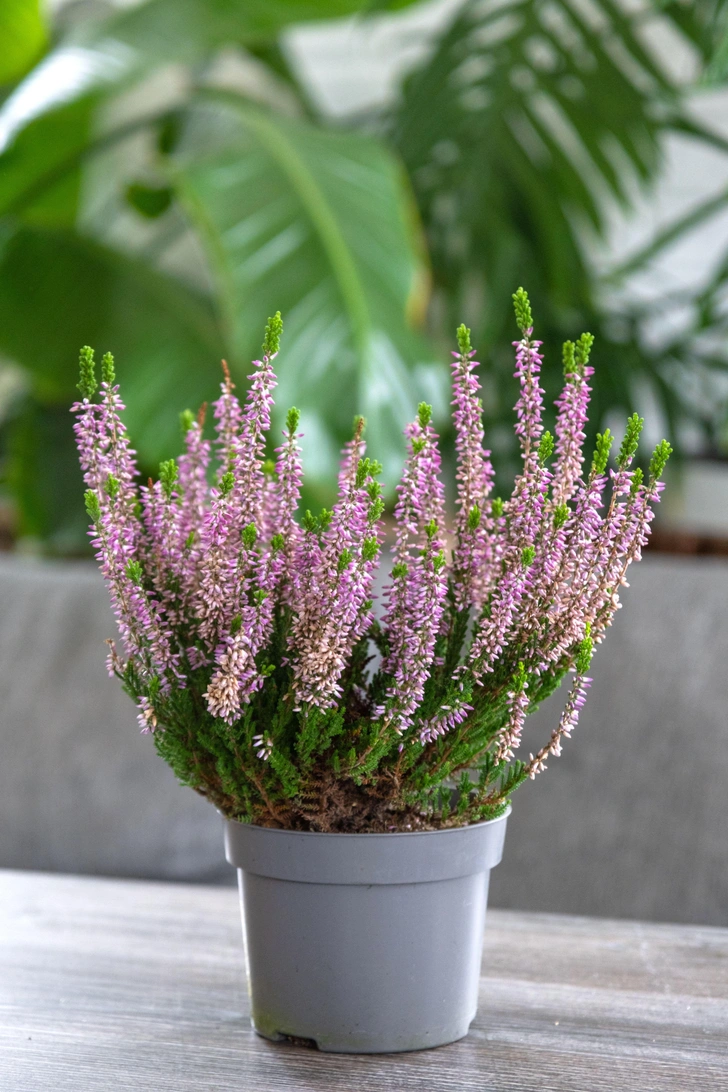 Источник: Legion Media