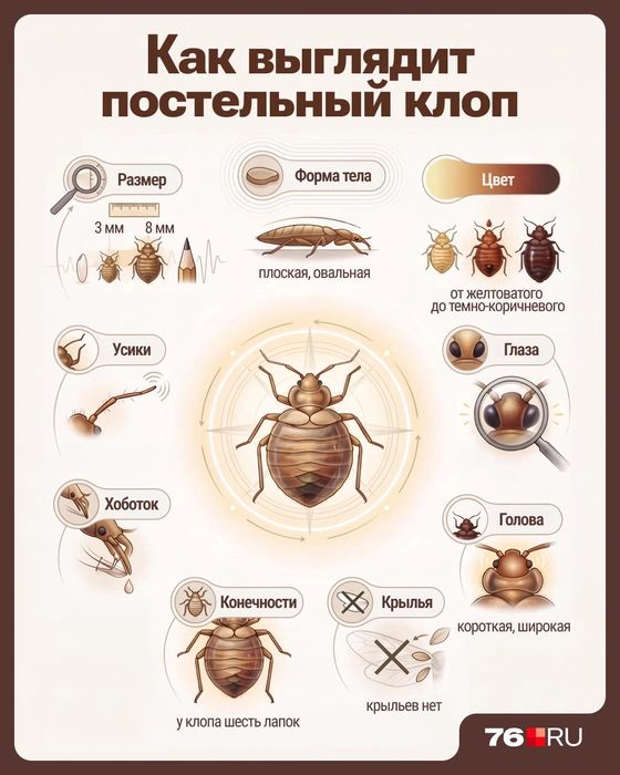 Если вы хоть раз увидите клопа, больше ни с кем не спутаете | Источник: Серафима Пантыкина / Городские медиа