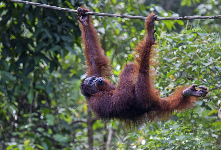 В семье не без примата: как живут орангутаны — обезьяны с человеческими способностями