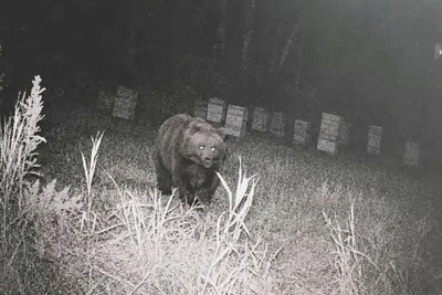 Медведь попал в фотоловушку на пасеке под Новосибирском