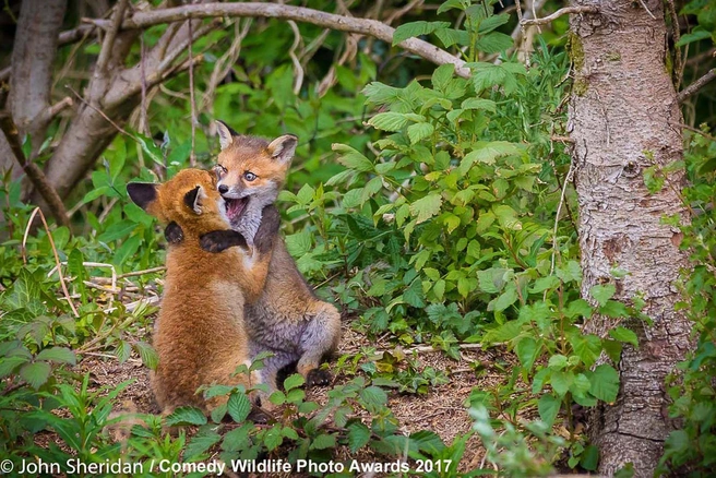 Источник: John Sheridan / Comedy Wildlife Photography Awards
