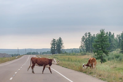 Полиция установила виновника наезда на коров в Приморье