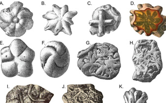 Посмотрите на загадочные брукселлы. Их считали древними медузами, но что они такое на самом деле?