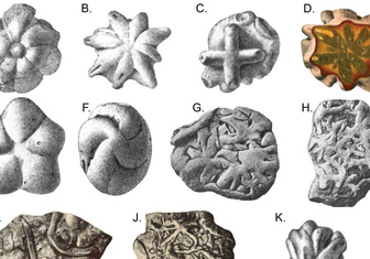 Посмотрите на загадочные брукселлы. Их считали древними медузами, но что они такое на самом деле?