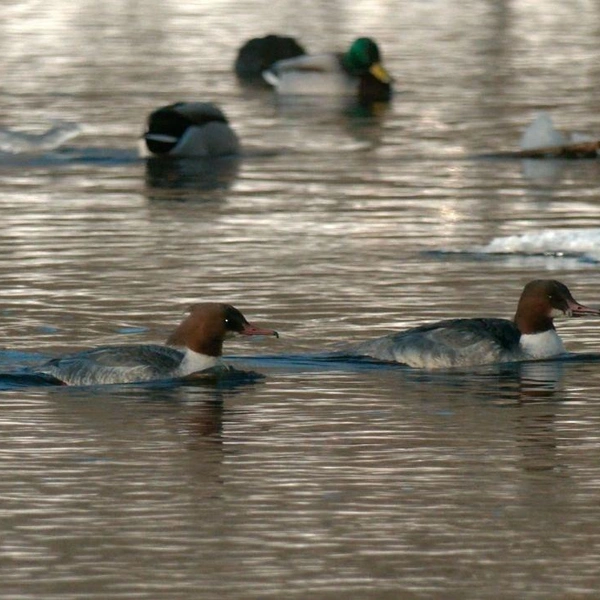 Источник: Павел Глазков / «Каждой твари по паре» 
