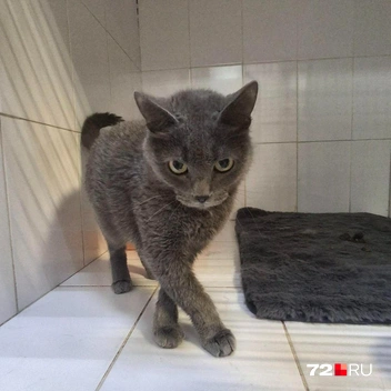 Источник: предоставлено волонтерами