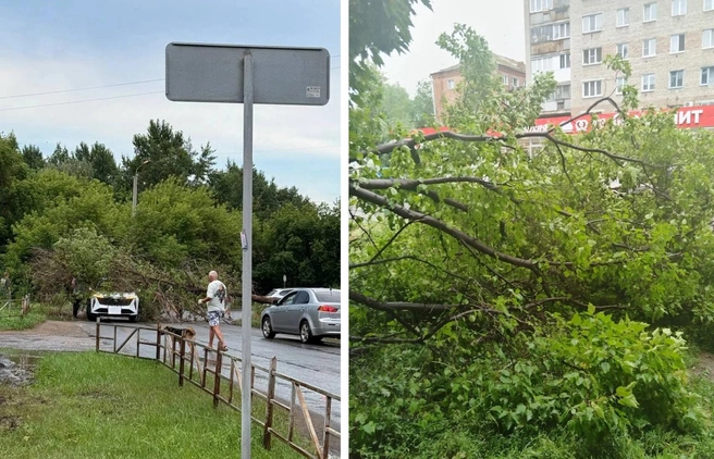 Самостоятельно убрать дерево не получится | Источник: «ЧП Омск», «Омск Live» / t.me