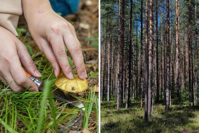Drought ruins mushroom harvest in Arkhangelsk Oblast
