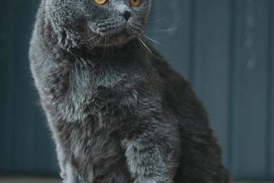 Британец Сапсан ищет дом после травмы от трамвая