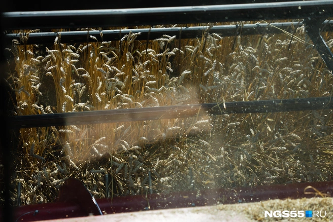 Рентабельность сельского хозяйства упала | Источник: Евгений Софийчук / NGS55.RU