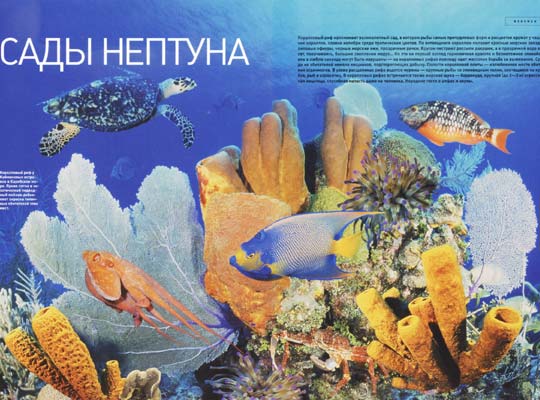 Фото №1 - Сады Нептуна