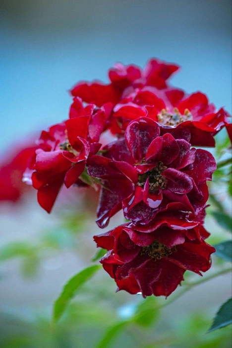 Капли похожи на мазки художника | Источник: Алексей Сапицкий 