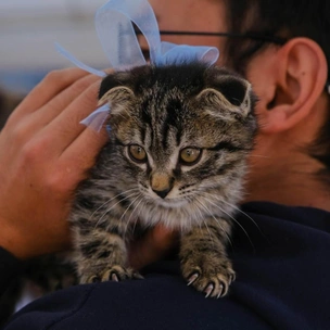 «Давай поможем»: 22 питомца обрели новый дом во время арт-пикника в Алматы