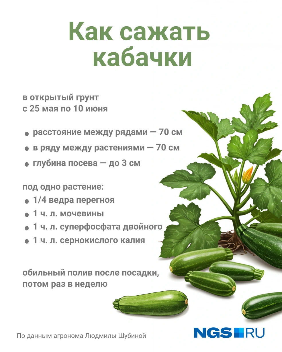 Кабачки любят удобренную землю | Источник: Юрий Орлов / Городские медиа