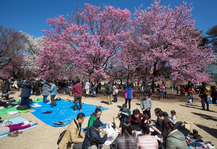 Любование сакурой — это просто пикник с алкоголем в ближайшем парке: россиянка развеяла стереотипы о японцах