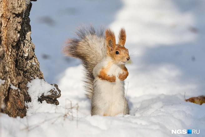 Хвост составляет примерно две трети длины тела белки | Источник: Александр Ощепков / NGS.RU