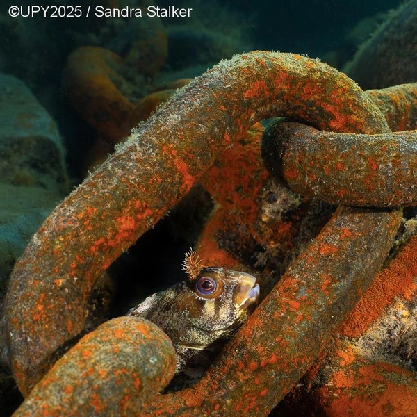 Финалист в номинации «Сосуществование в британских водах» | Источник: Sandra Stalker / Underwater Photographer of the Year 2025