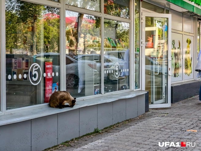Поели, самое время умыться | Источник: Булат Салихов / UFA1.RU