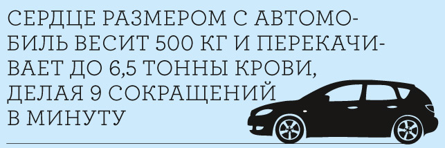 Чудо-юдо: 20 удивительных фактов о самых больших китах на планете