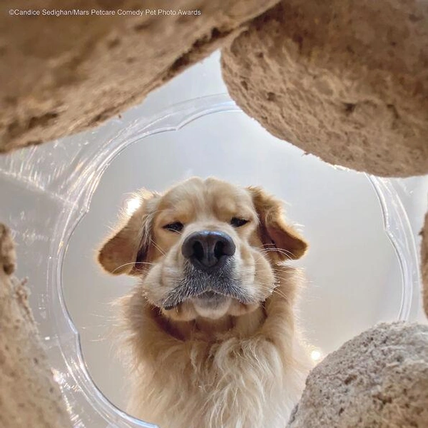 Candice Sedighan «That moment you realise you've gone through half a jar of snacks» | Источник: Comedy Pet Photography Awards