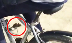 В Чечне мышь уехала на велосипеде от кошки (видео)