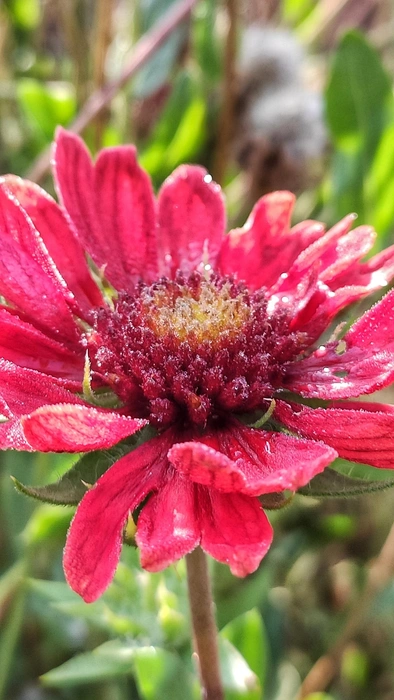 Красивые цветы можно запечатлеть в соседнем палисаднике | Источник: Ирина Голоколенова