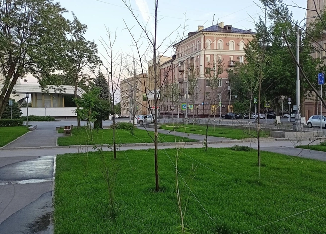Те деревья, что не переживут двухмесячного периода адаптации, в мэрии обещали заменить новыми | Источник: читатели V1.RU