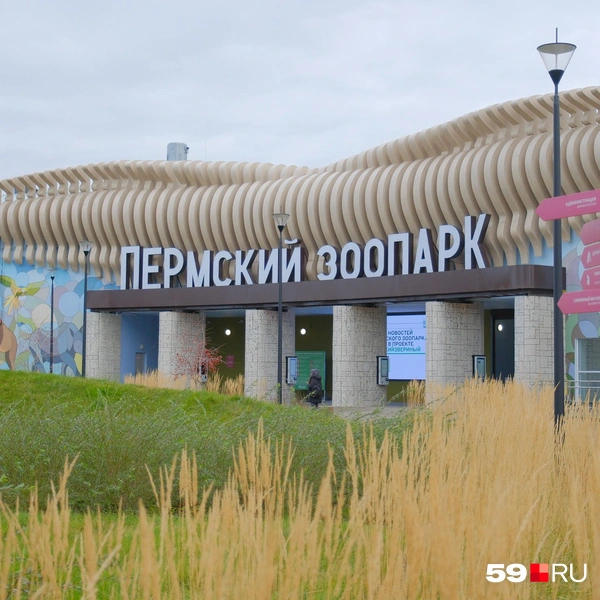 У самих касс зеленая поляна  | Источник: Тимофей Калмаков / 59.RU