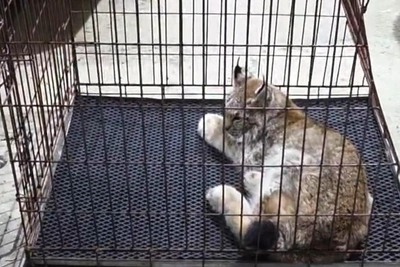 В Мегионе поймали напугавшую горожан рысь