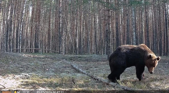 Медведя смутила фотоловушка на дереве | Источник: Руслан Шамсутдинов / Telegram