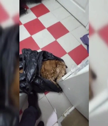 Люди жалуются, что из-за действий ветеринаров погибли их питомцы | Источник: скриншот из передачи «Человек и закон» на Первом канале / 1tv.ru