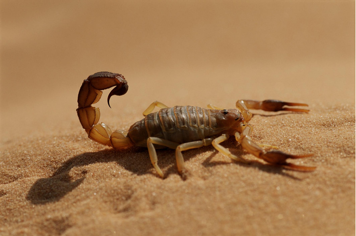 Тропик скорпиона: как древние морские членистоногие превратились в ядовитых монстров
