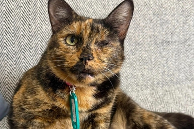 “Hug her like a pillow” – one-eyed cat in Perm seeks owner