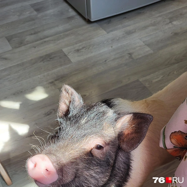 Свин фотогеничен | Источник: Оксана Кошкина 