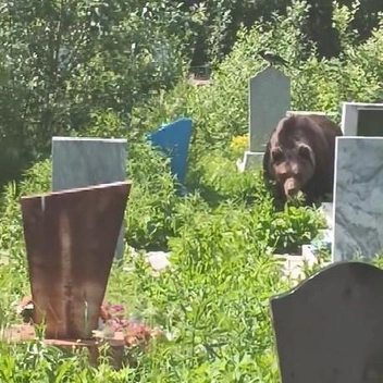 Хищник бродил среди могил на кладбище на окраине города… | Источник: Пермь Активная / Telegram