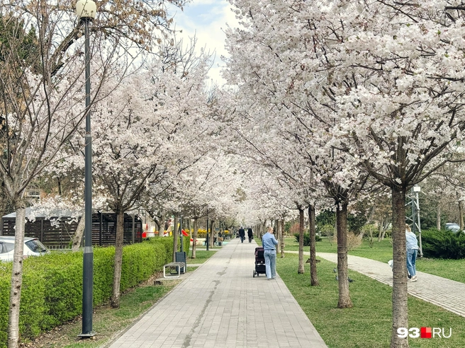 После спектакля или концерта можно устроить весеннюю прогулку | Источник: Дарья Паращенко / 93.RU