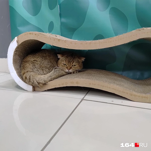 Источник: Сергей Гендин / 164.RU