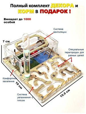 Муравьиная ферма «Сосна» 