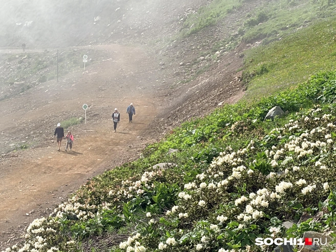 Цветущие рододендроны на Розе Пик | Источник: Анна Грицевич / SOCHI1.RU