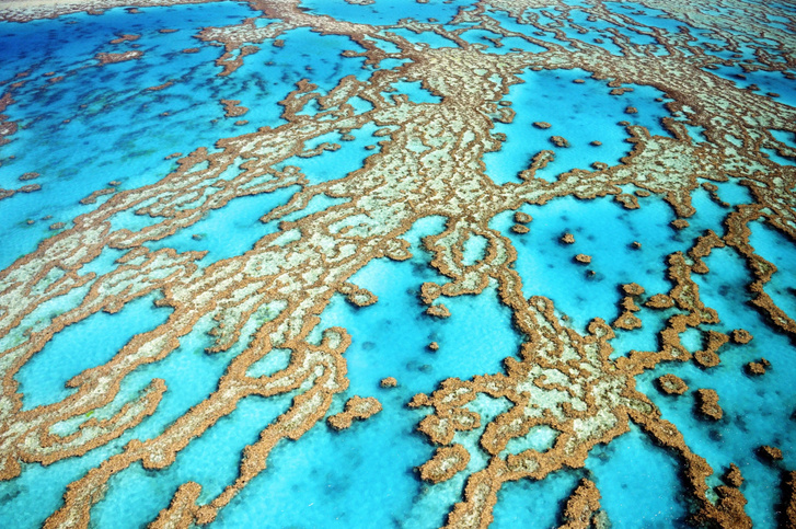 Ученые «озвучили» коралловый риф