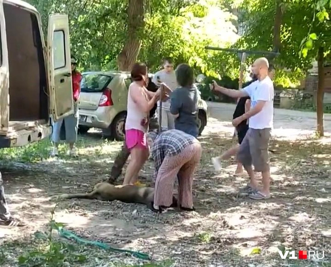 Конфликт между жителями, вступившимися за любимицу двора, и службой отлова произошел 4 июня | Источник: читатели V1.RU