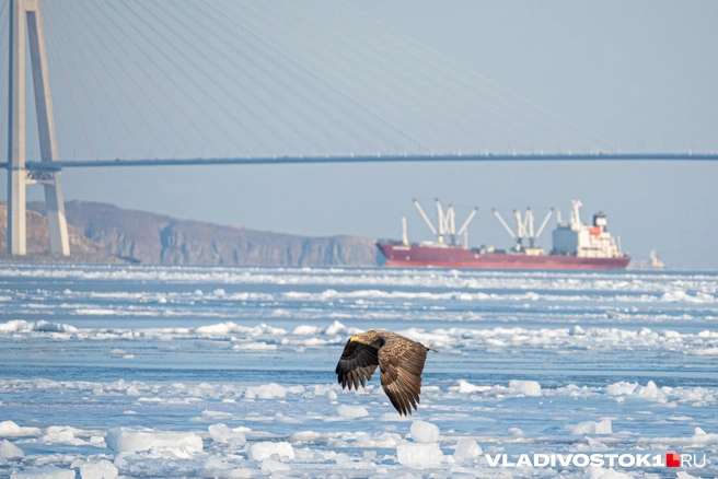 Источник: Елена Буйвол / VLADIVOSTOK1.RU