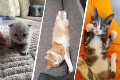 Cat Owners in Krasnoyarsk Reveal Kittens' Pranks