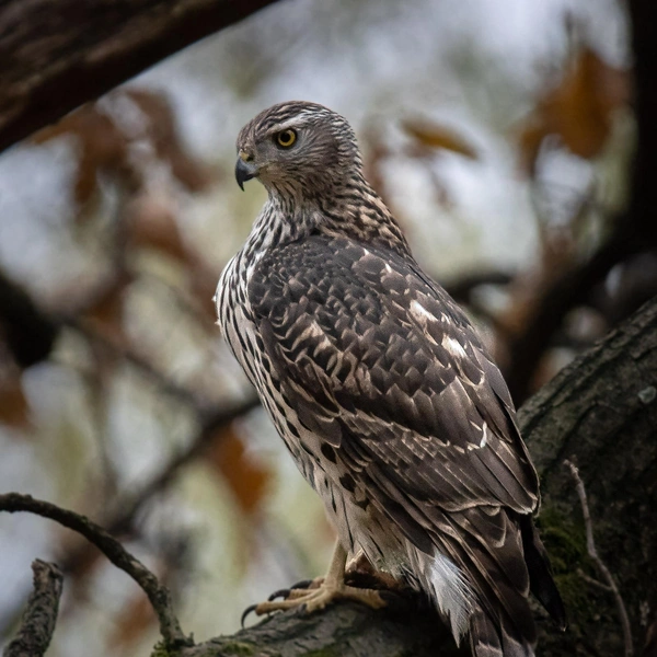 Источник: Антон Кубышкин / «Птицы СПб и России»