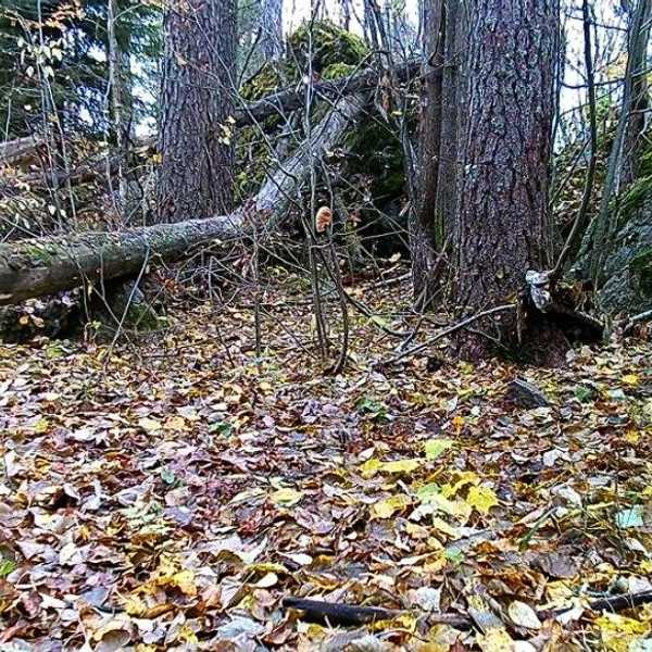 Источник: «Каждой твари по паре»