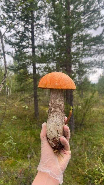 Источник: Анастасия Касьянова