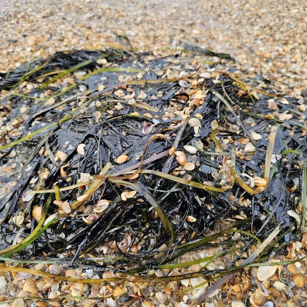 Источник: Юрий Озаровский / Телеграм